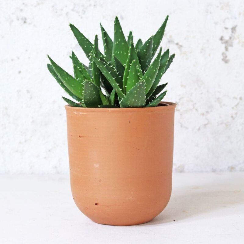 Curved Terracotta Pot